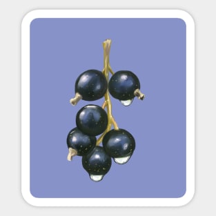 Blackcurrant Life Sticker